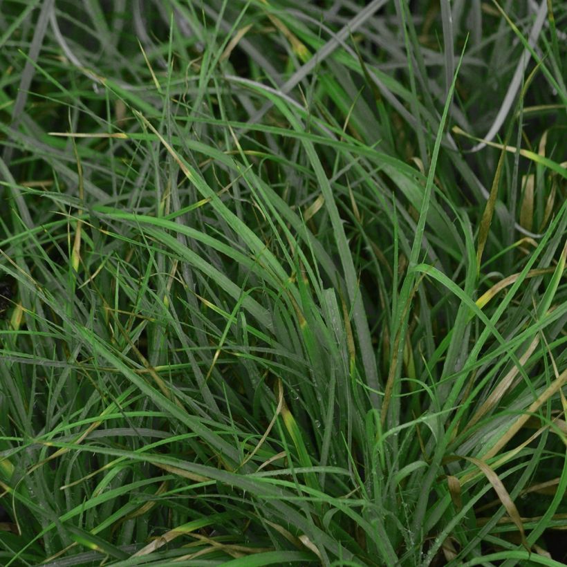 Schnee-Hainsimse - Luzula nivea (Foliage)