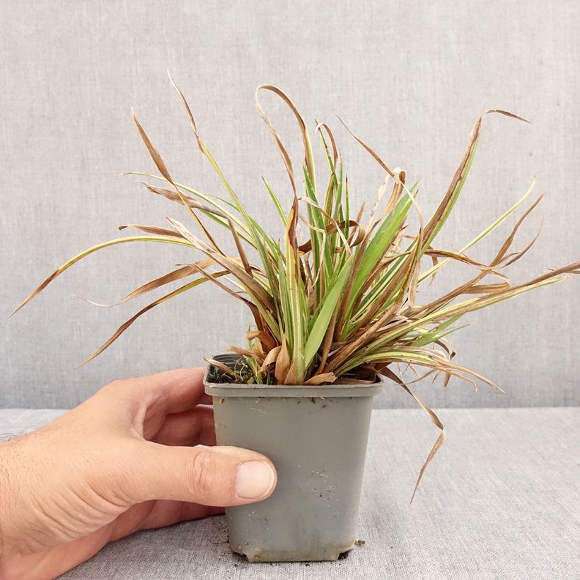 Exemplar von Wald-Hainsimse Surprise - Luzula sylvatica Kleine Töpfe von 8/9 cm wie im Herbst geliefert