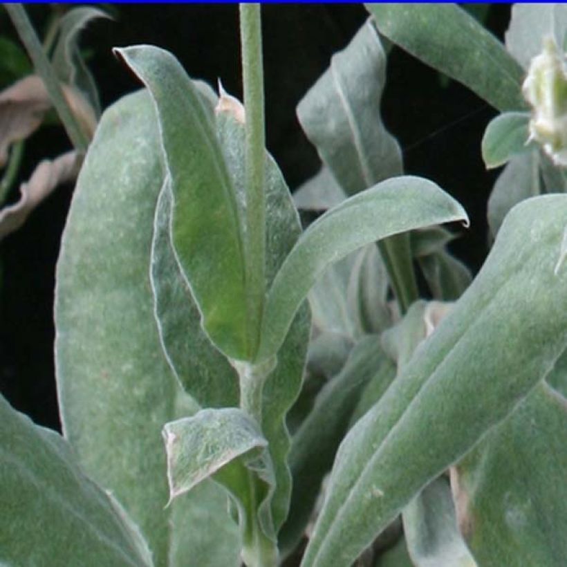 Kranz-Lichtnelke - Lychnis coronaria (Foliage)