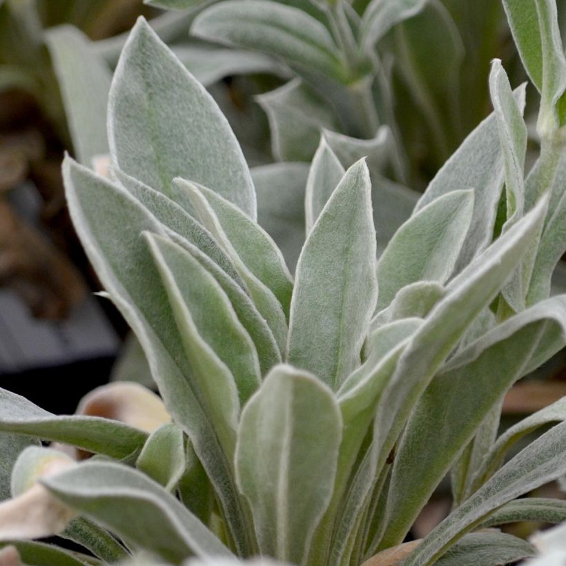 Kranz-Lichtnelke Alba - Lychnis coronaria (Foliage)