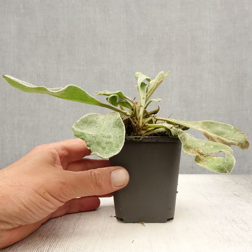 Exemplar von Kranz-Lichtnelke Alba - Lychnis coronaria Kleine Töpfe von 8/9 cm wie im Sommer geliefert
