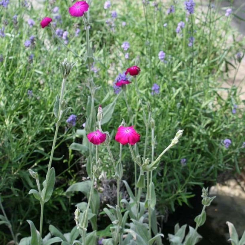 Kranz-Lichtnelke - Lychnis coronaria (Plant habit)