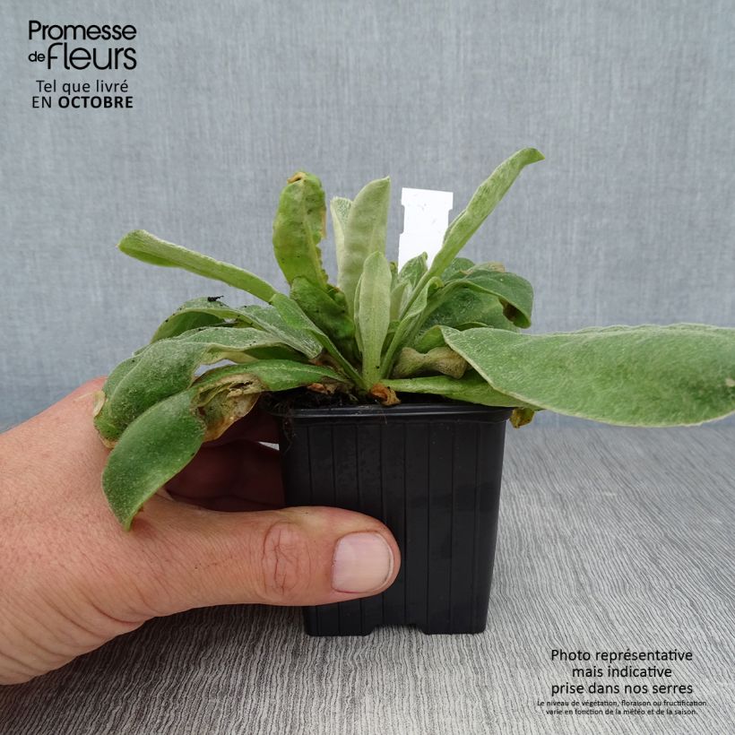 Example of Kranz-Lichtnelke - Lychnis coronaria Kleine Töpfe von 8/9 cm as you get in automne