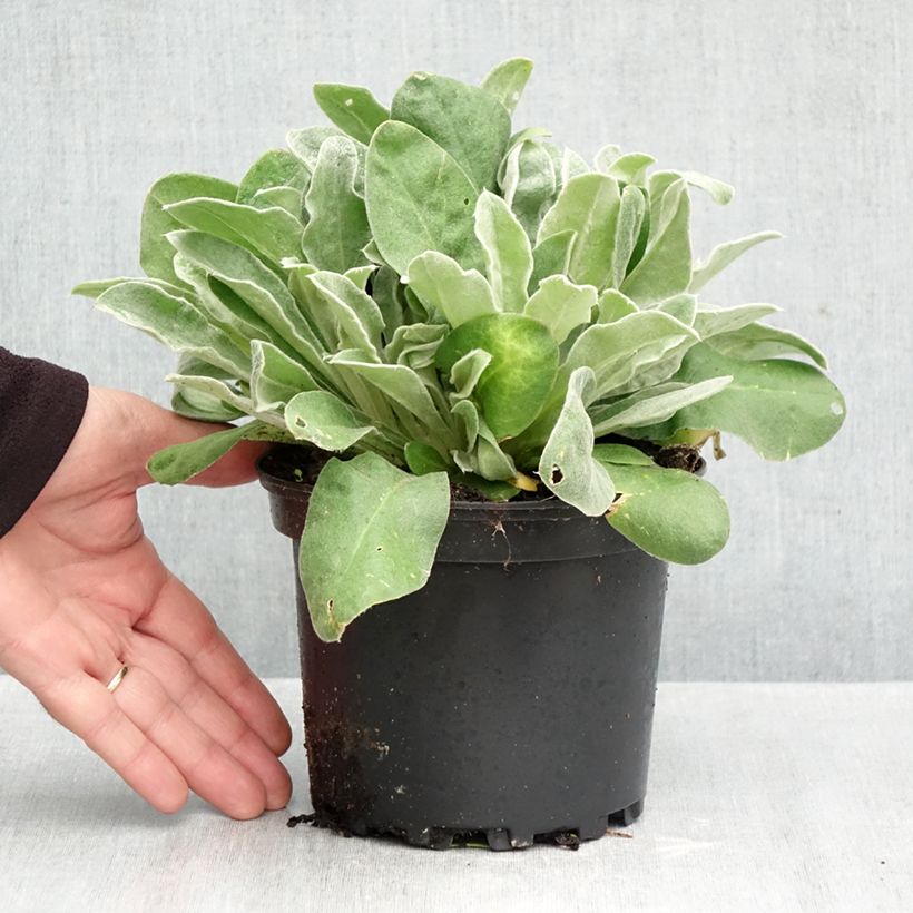 Exemplar von Lychnis coronaria - Coquelourde des Jardins Pot de 2L/3L wie im Herbst geliefert