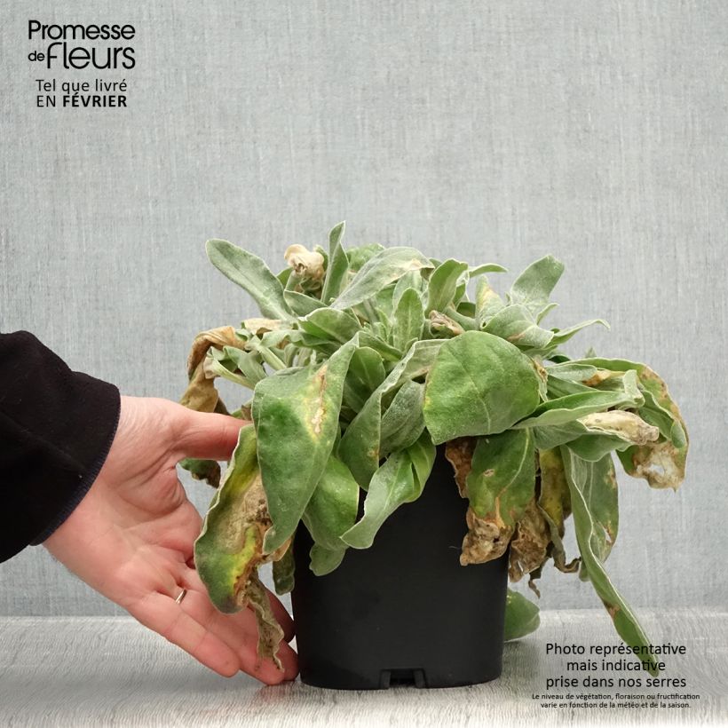 Example of Kranz-Lichtnelke - Lychnis coronaria Topf mit 2L/3L as you get in hiver