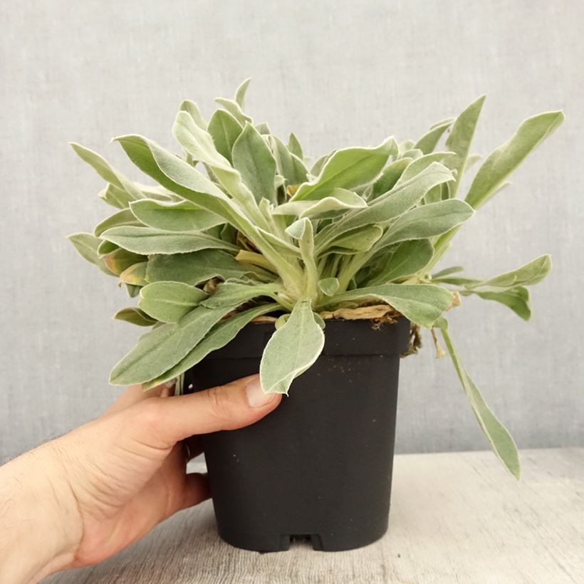 Exemplar von Lychnis coronaria - Kranz-Lichtnelke Topf mit 2L/3L wie im Frühjahr geliefert