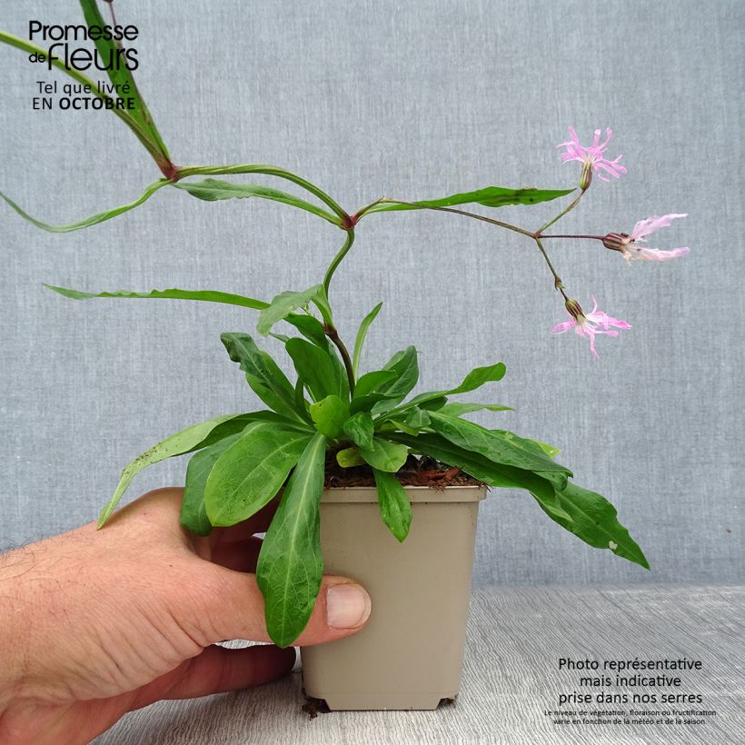 Example of Kuckucks-Lichtnelke - Lychnis flos-cuculi Kleine Töpfe von 8/9 cm as you get in automne