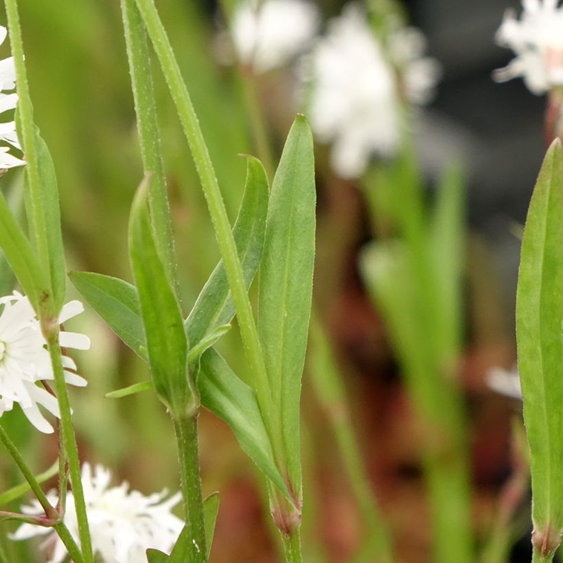 Kuckucks-Lichtnelke Petit Henri - Lychnis flos-cuculi (Foliage)