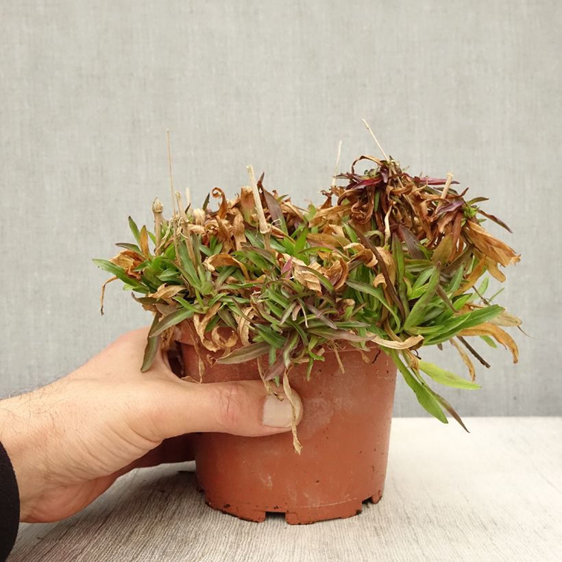 Example of Kuckucks-Lichtnelke Petit Henri - Lychnis flos-cuculi Topf mit 1,5L/2L as you get in automne