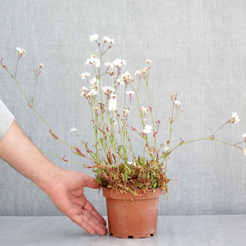 Exemplar von Kuckucks-Lichtnelke Petit Henri - Lychnis flos-cuculi Topf mit 1,5L/2L wie im Frühjahr geliefert