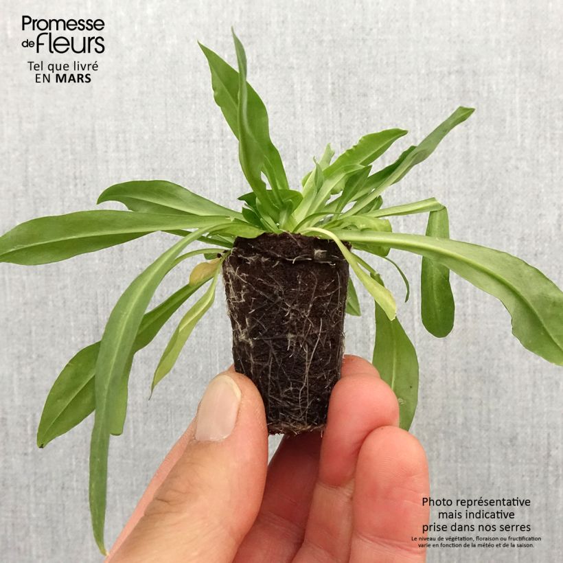 Exemplar von Kuckucks-Lichtnelke Petite Jenny - Lychnis flos-cuculi Mini-Plug Ø 3/4 cm wie im Frühjahr geliefert