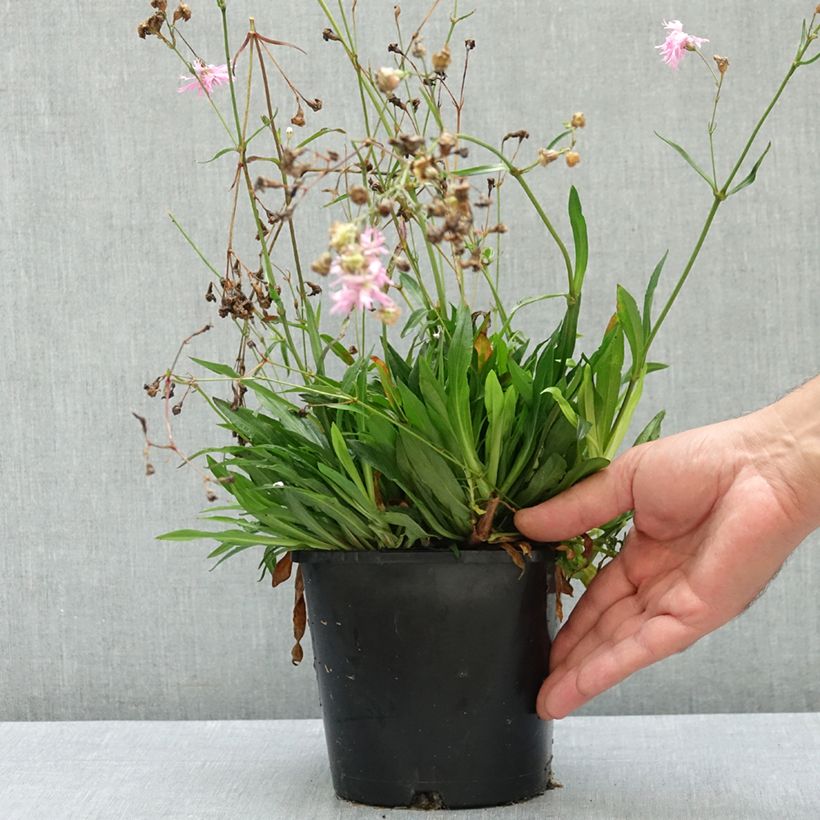 Exemplar von Kuckucks-Lichtnelke Petite Jenny - Lychnis flos-cuculi Topf mit 2L/3L wie im Sommer geliefert
