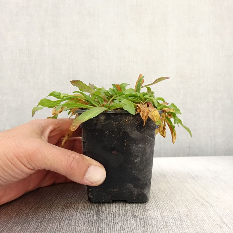 Example of Kuckucks-Lichtnelke White Robin - Lychnis flos-cuculi Kleine Töpfe von 7/8 cm as you get in automne