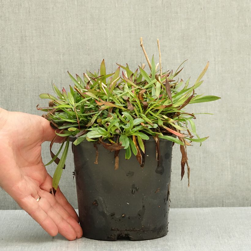 Exemplar von Gewöhnliche Pechnelke Plena - Lychnis viscaria Topf mit 2L/3L wie im Herbst geliefert
