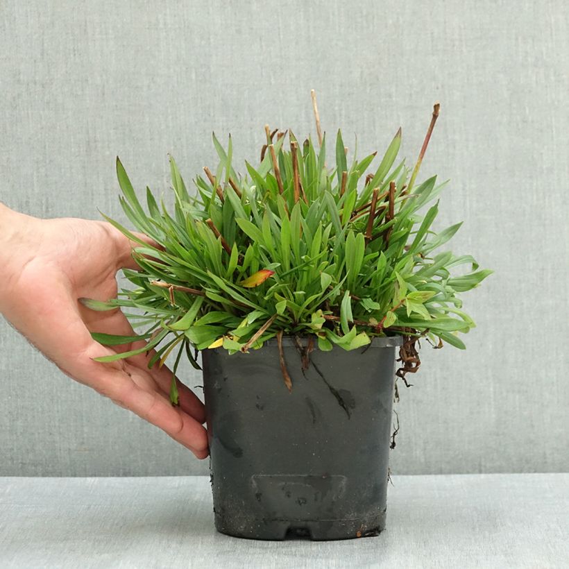 Exemplar von Gewöhnliche Pechnelke Plena - Lychnis viscaria Topf mit 2L/3L wie im Sommer geliefert