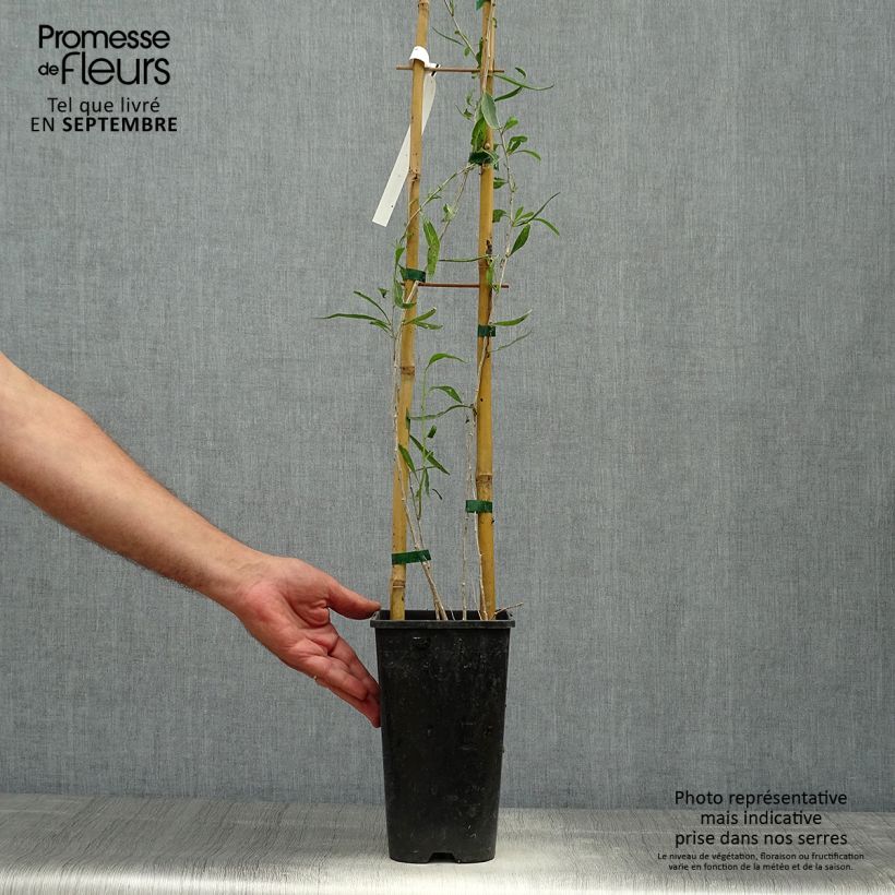Example of Chinesischer Bocksdorn - Lycium chinense Topf mit 2L/3L as you get in automne