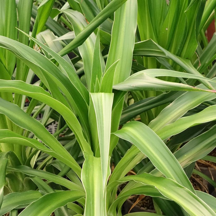 Beschorneria albiflora - Beschornerie (Laub)