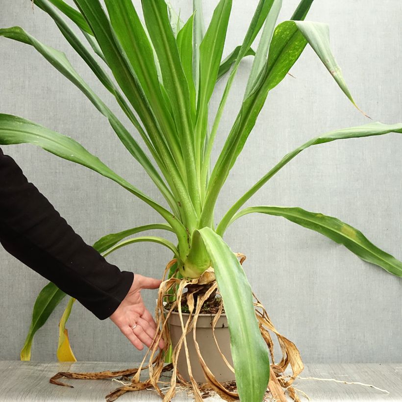 Example of Beschorneria albiflora - Beschornerie Topf mit 3L/4L as you get in automne