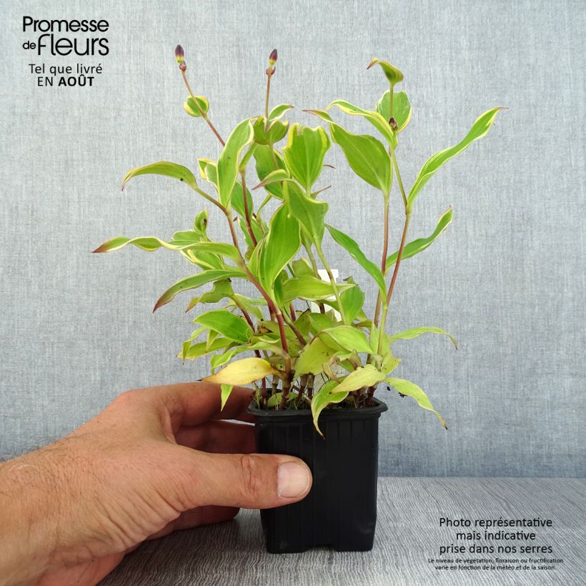 Example of Tricyrtis formosana Autumn Glow - Krötenlilie Kleine Töpfe von 8/9 cm as you get in ete