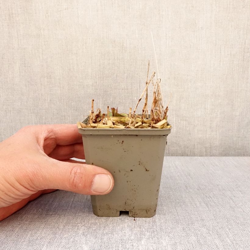 Exemplar von Tricyrtis formosana Autumn Glow - Krötenlilie Kleine Töpfe von 8/9 cm wie im Frühjahr geliefert