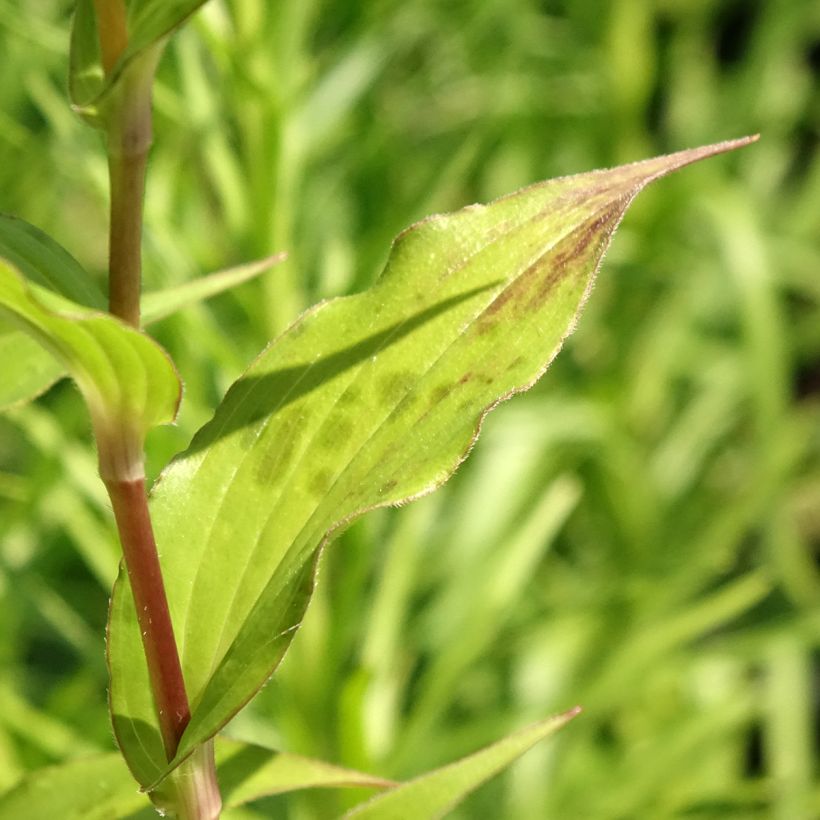 Tricyrtis formosana Dark Beauty - Krötenlilie (Foliage)