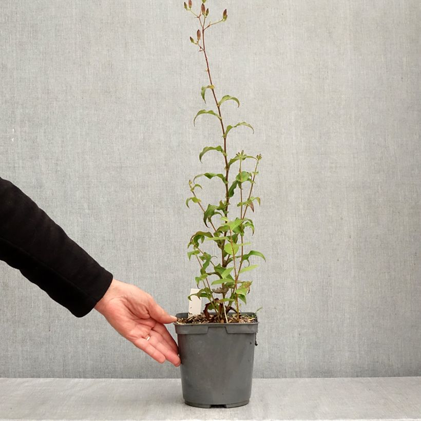 Exemplar von Tricyrtis formosana Dark Beauty - Krötenlilie Topf mit 2L/3L wie im Herbst geliefert