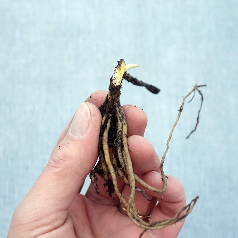 Example of Tricyrtis formosana Dark Beauty - Krötenlilie Wurzelnackt as you get in hiver