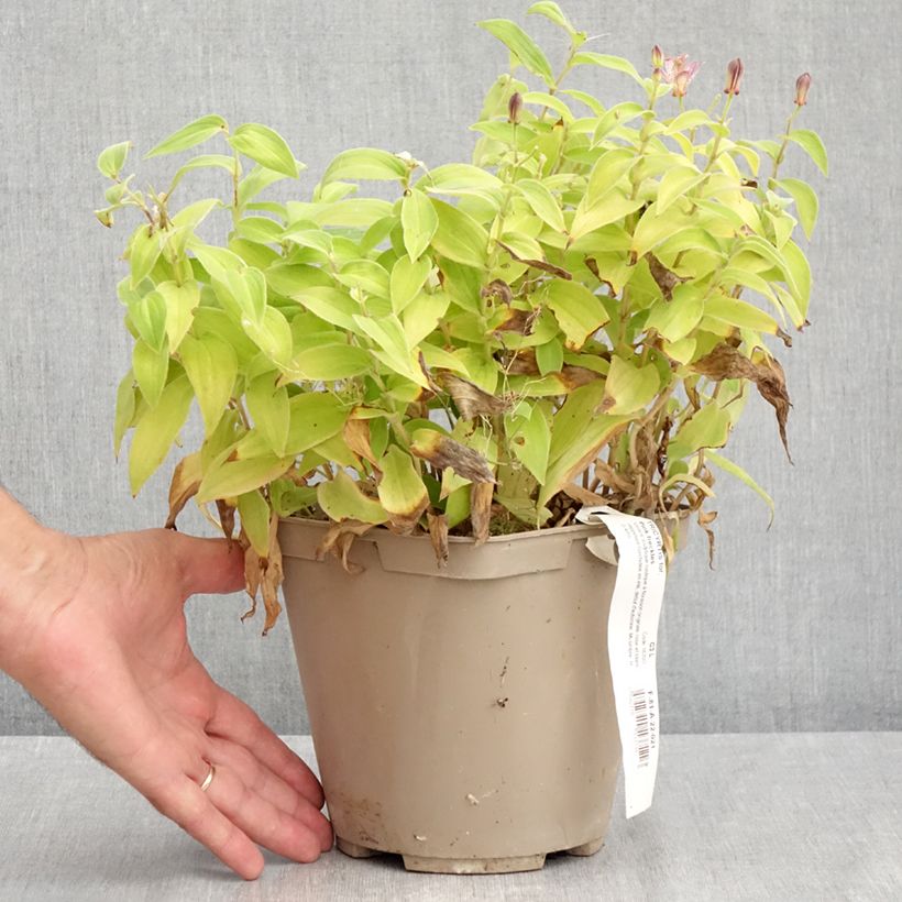 Example of Tricyrtis formosana Pink Freckles - Krötenlilie Topf mit 2L/3L as you get in ete
