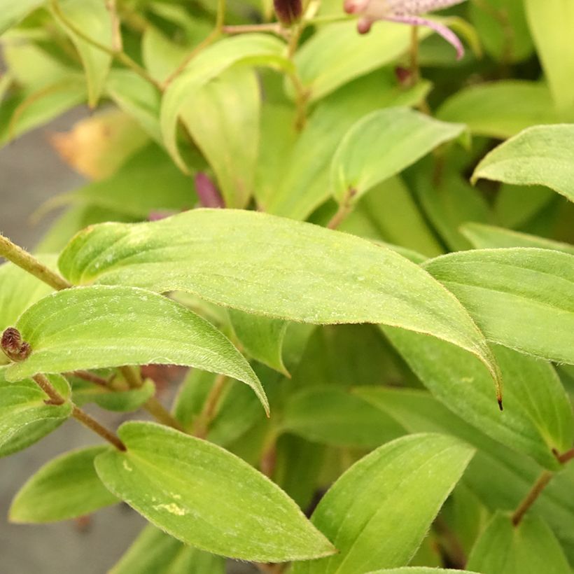 Tricyrtis formosana Pink Freckles - Krötenlilie (Foliage)