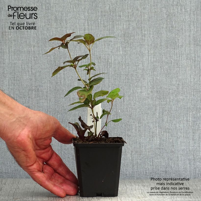 Example of Lysimachia ciliata Fire Cracker - Bronze-Felberich Kleine Töpfe von 8/9 cm as you get in automne