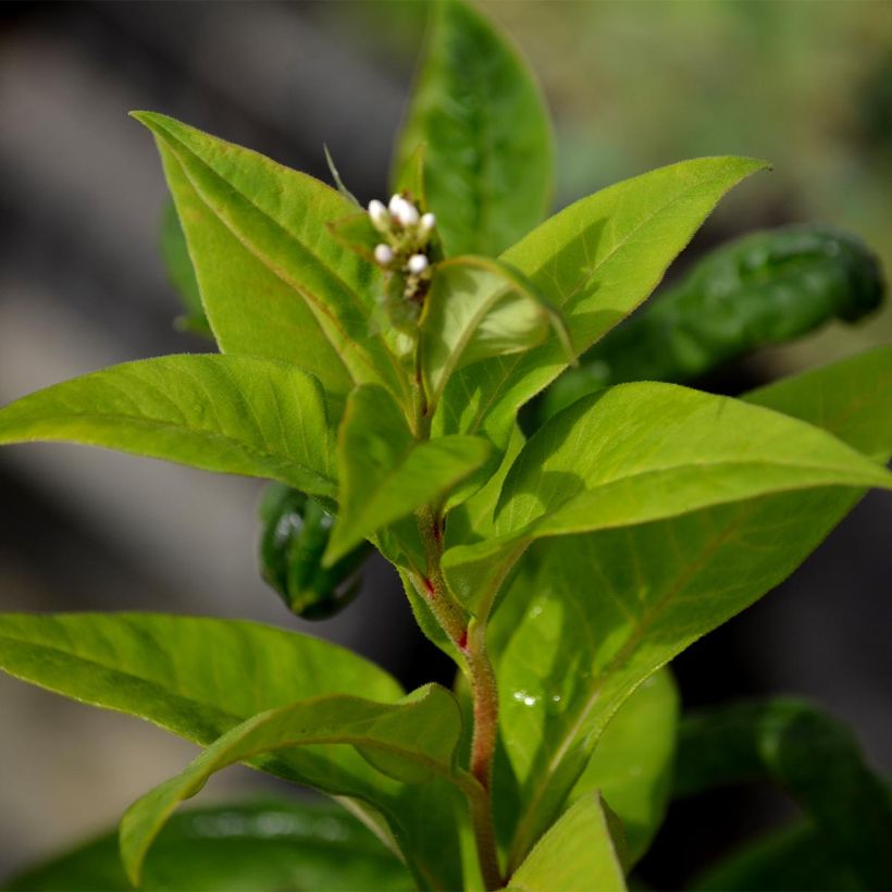 Lysimachia clethroides - Schnee-Felberich (Foliage)