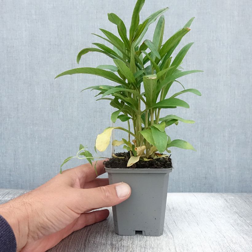 Example of Lysimachia ephemerum - Iberischer Felberich Kleine Töpfe von 8/9 cm as you get in ete