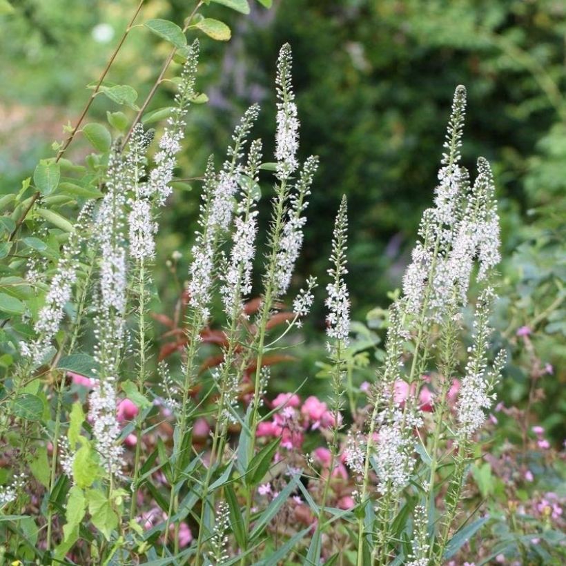 Lysimachia ephemerum - Iberischer Felberich (Flowering)