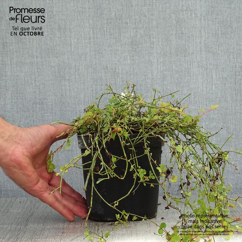 Example of Lysimachia nummularia Aurea - Pfennigkraut Topf mit 2L/3L as you get in automne