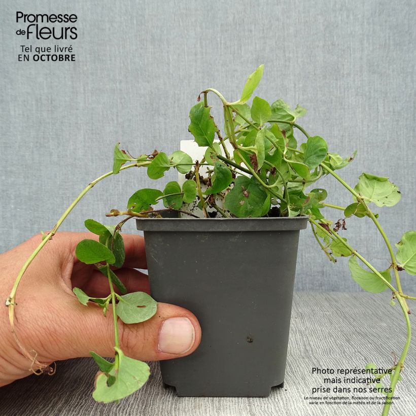 Example of Lysimachia nummularia - Pfennigkraut Kleine Töpfe von 8/9 cm as you get in automne