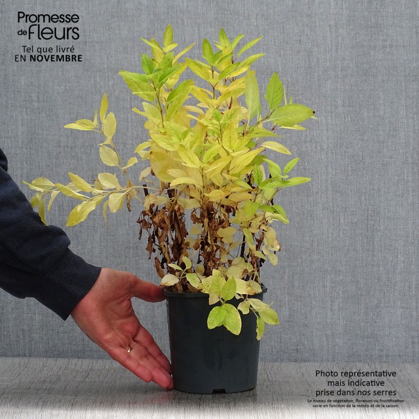 Example of Lysimachia punctata - Gilbweiderich Topf mit 2L/3L as you get in automne