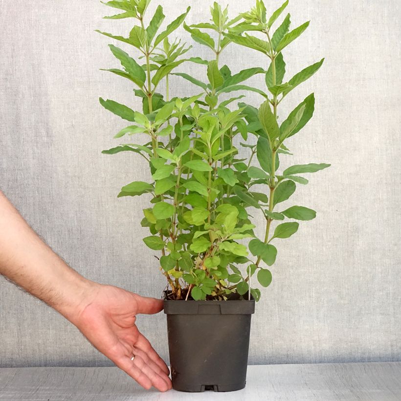 Exemplar von Lysimachia punctata - Gilbweiderich Topf mit 2L/3L wie im Sommer geliefert