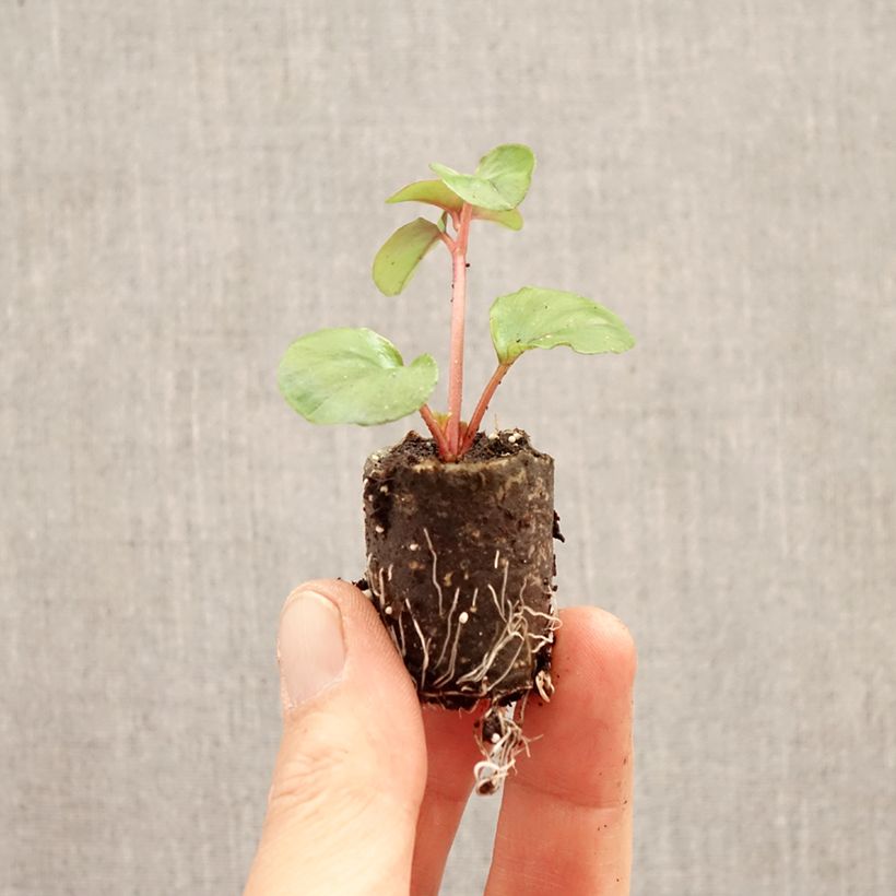 Exemplar von Lysimachia Sunburst Mini-Plug Ø 3/4 cm wie im Frühjahr geliefert