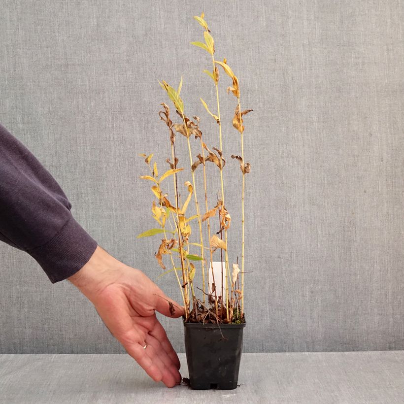 Exemplar von Lysimachia vulgaris - Gewöhnlicher Gilbweiderich Kleine Töpfe von 8/9 cm wie im Herbst geliefert