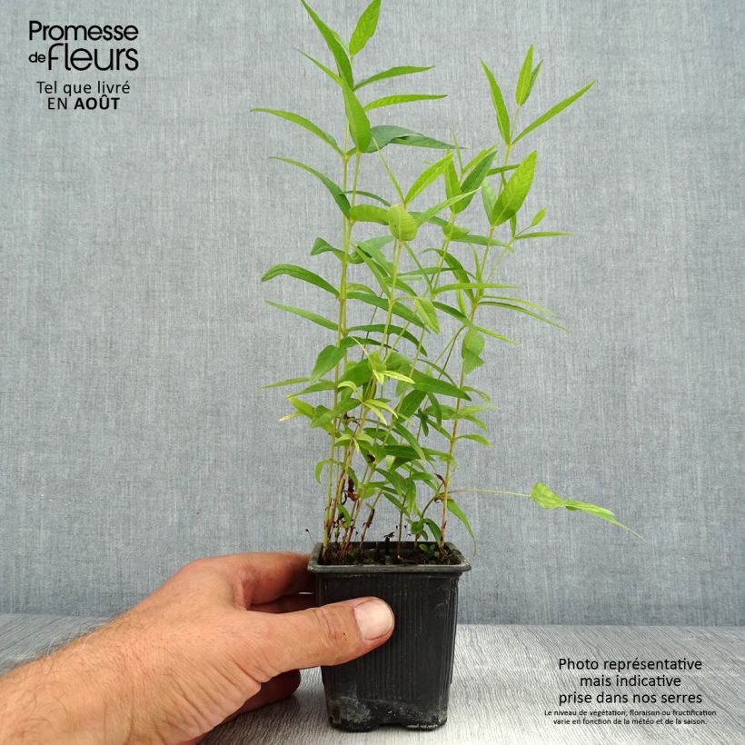 Example of Lysimachia vulgaris - Gewöhnlicher Gilbweiderich Kleine Töpfe von 8/9 cm as you get in ete