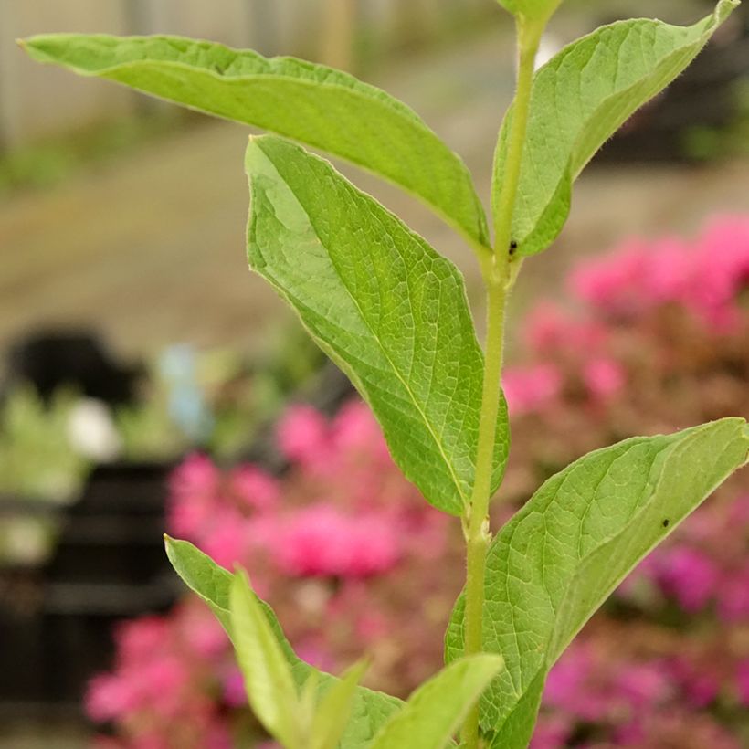 Lysimachia vulgaris - Gewöhnlicher Gilbweiderich (Foliage)