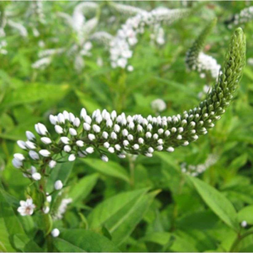 Lysimachia clethroides - Schnee-Felberich (Flowering)