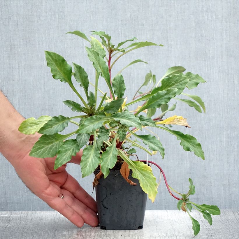 Exemplar von Lysimachia atropurpurea Beaujolais - Purpurroter Gilbweiderich Kleine Töpfe von 8/9 cm wie im Sommer geliefert