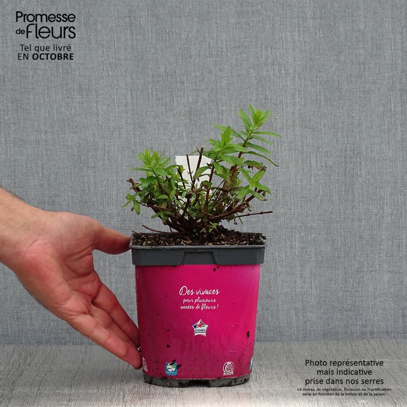 Example of Blut-Weiderich Robert - Lythrum salicaria Topf mit 2L/3L as you get in automne