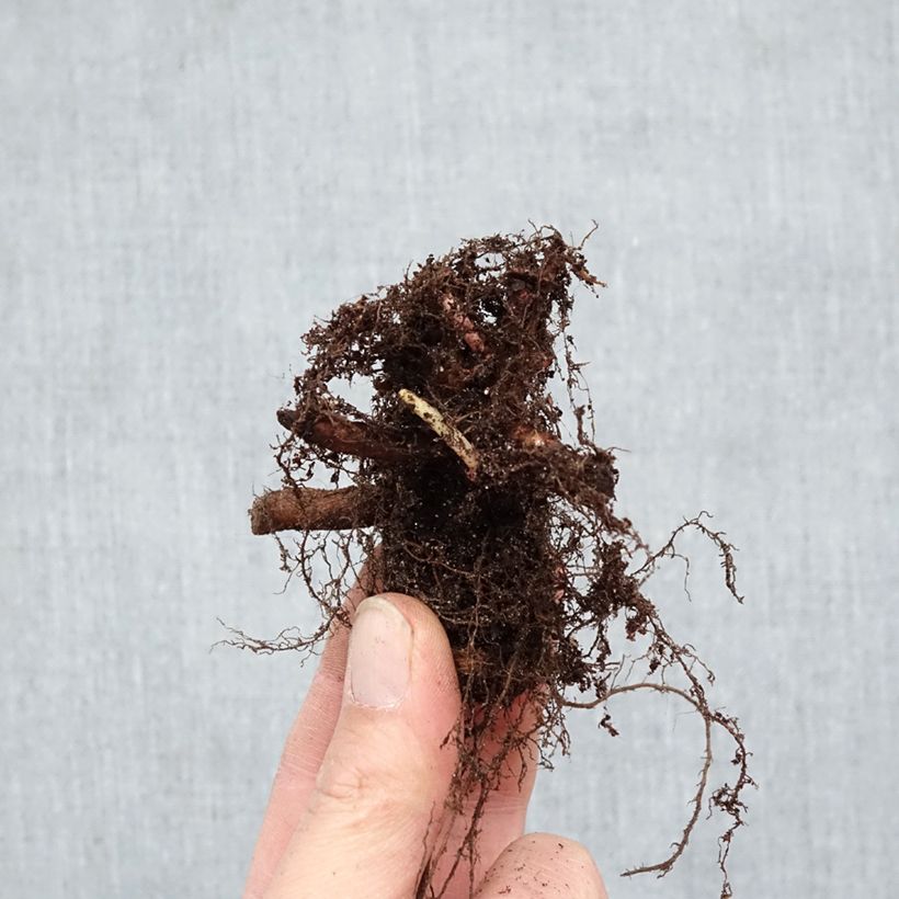 Exemplar von Blut-Weiderich Robert - Lythrum salicaria Wurzelnackt wie im Winter geliefert