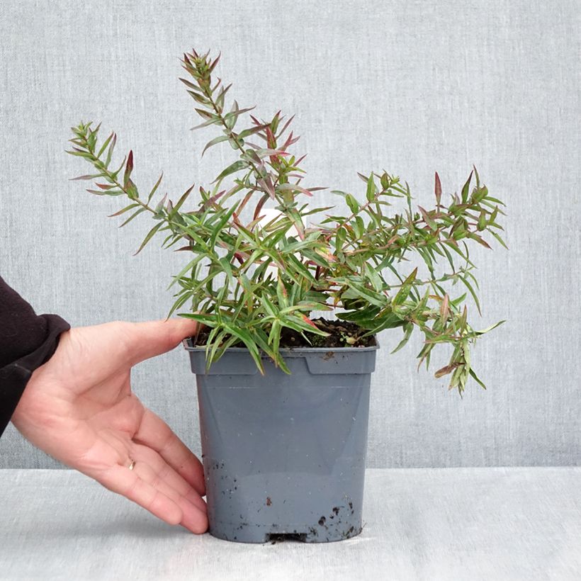 Exemplar von Ruten-Weiderich Dropmore Purple - Lythrum virgatum Topf mit 2L/3L wie im Herbst geliefert