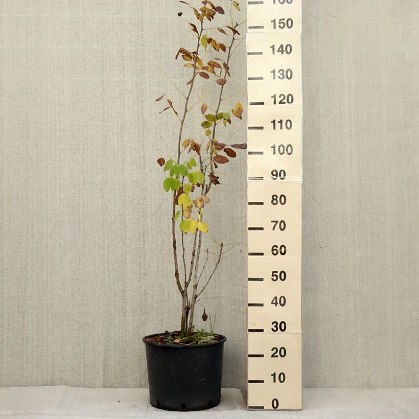 Example of Maackia amurensis - Amur-Gelbholz Topf mit 18L/20L as you get in automne