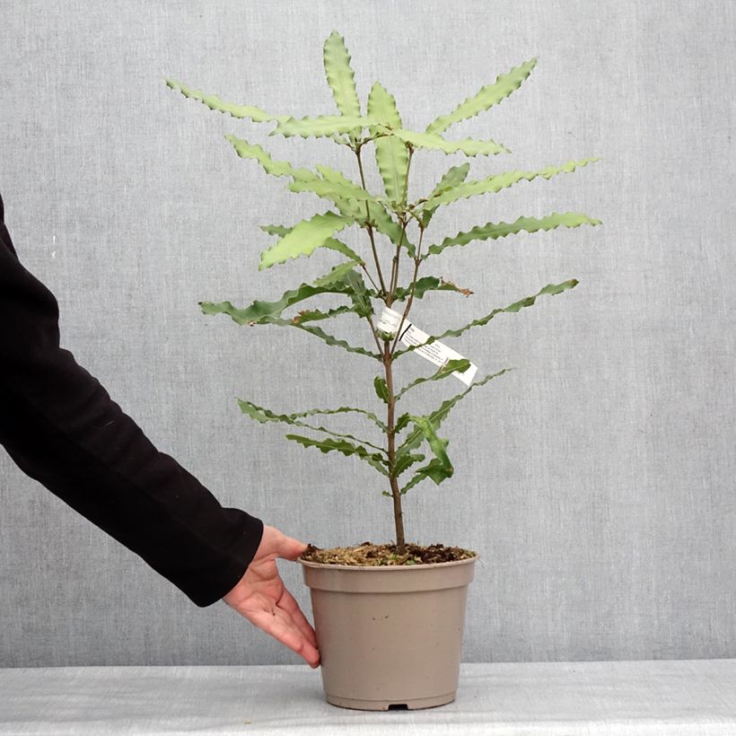 Example of Macadamia-baum Beaumont Topf mit 4L/5L as you get in hiver