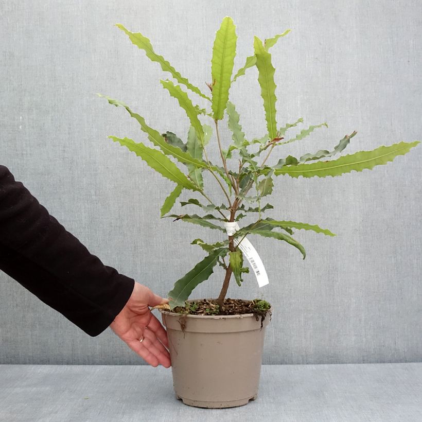 Exemplar von Macadamia-baum Beaumont Topf mit 4L/5L wie im Frühjahr geliefert