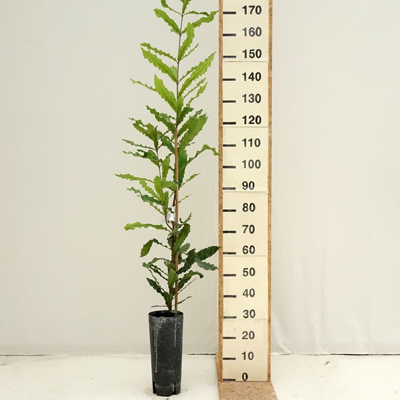 Example of Macadamia integrifolia - Macadamia-Baum Topf mit 4L/5L as you get in ete